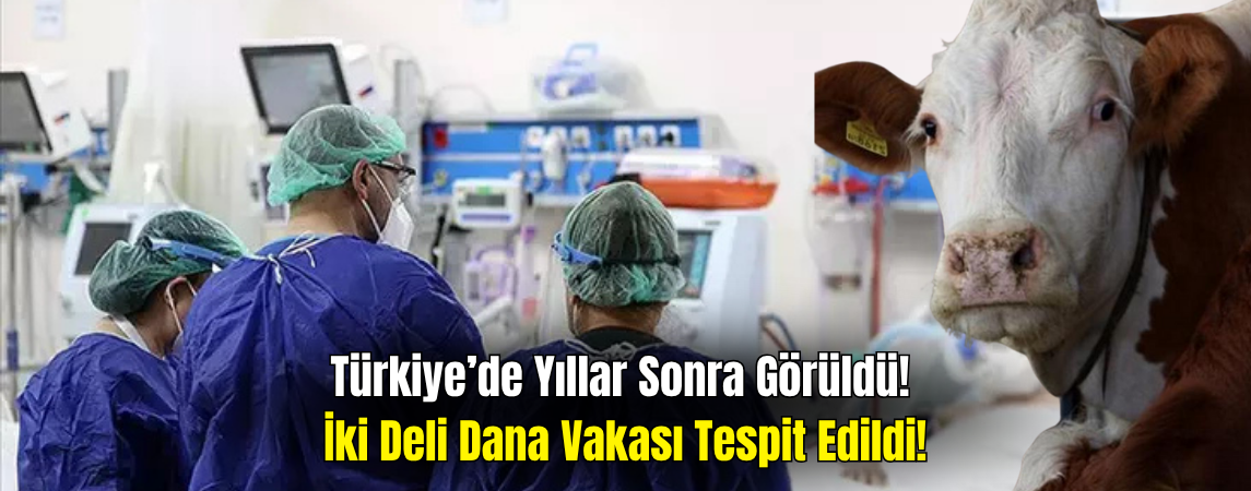 Türkiye’de Yıllar Sonra Deli Dana Vakası! 